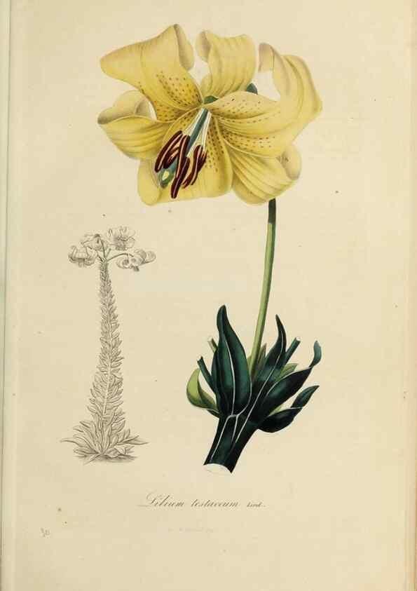 Reproducción/Reproduction 33294193508: Herbier General de l'Amateur.. Paris.. 