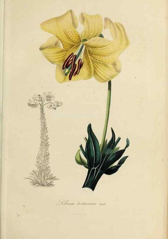 Reproducción/Reproduction 33294193508: Herbier General de l'Amateur.. Paris.. 