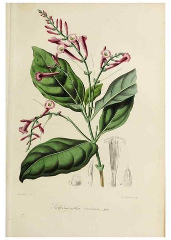 Reproducción/Reproduction 47117354272: Herbier General de l'Amateur.. Paris.. 
