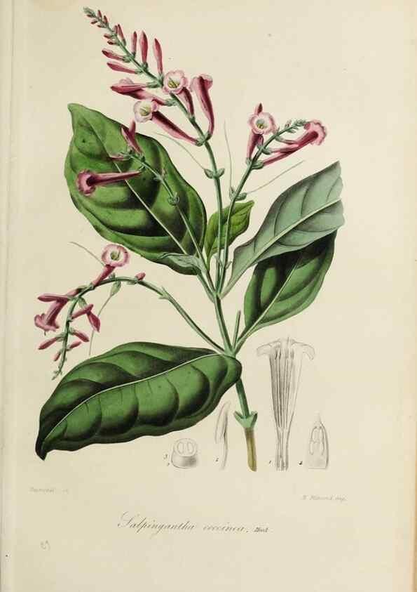 Reproducción/Reproduction 47117354272: Herbier General de l'Amateur.. Paris.. 
