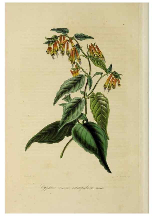 Reproducción/Reproduction 46255229005: Herbier General de l'Amateur.. Paris.. 