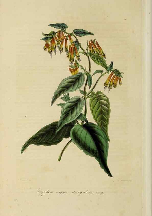 Reproducción/Reproduction 46255229005: Herbier General de l'Amateur.. Paris.. 