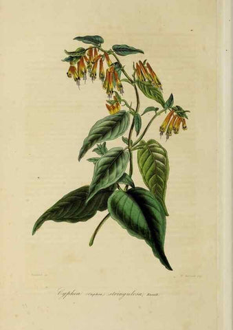 Reproducción/Reproduction 46255229005: Herbier General de l'Amateur.. Paris.. 