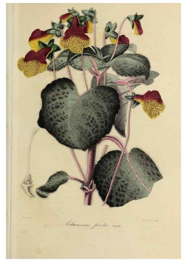Reproducción/Reproduction 47117347812: Herbier General de l'Amateur.. Paris.. 