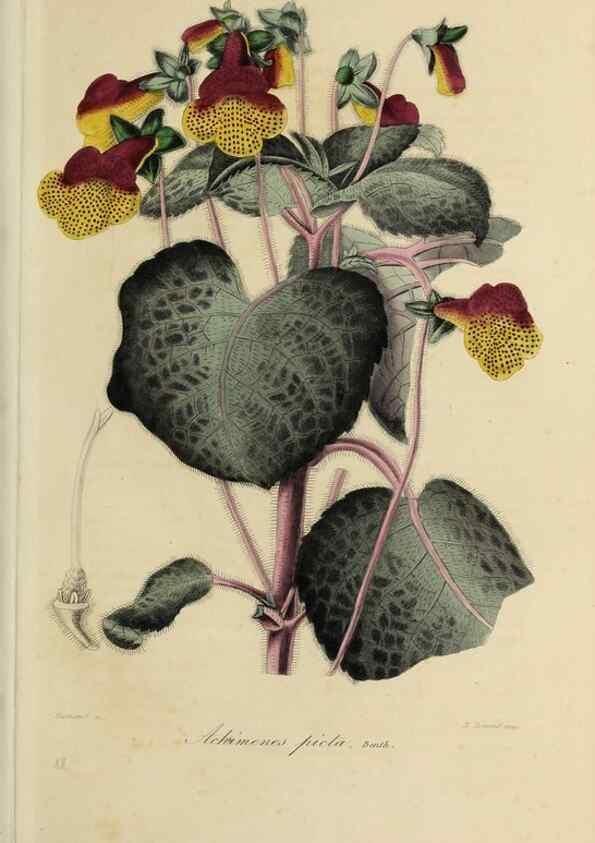 Reproducción/Reproduction 47117347812: Herbier General de l'Amateur.. Paris.. 