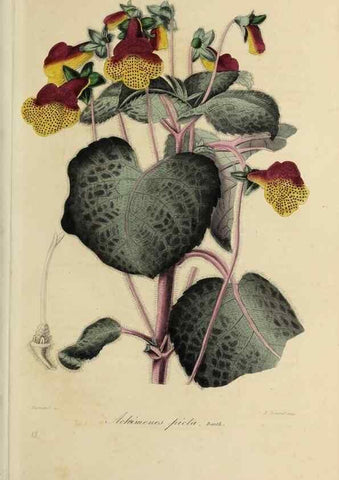 Reproducción/Reproduction 47117347812: Herbier General de l'Amateur.. Paris.. 