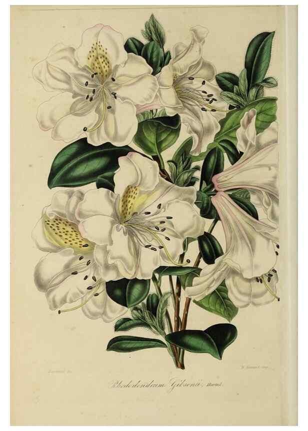 Reproducción/Reproduction 46445801514: Herbier General de l'Amateur.. Paris.. 