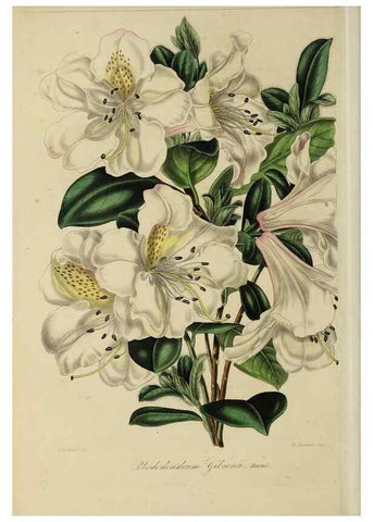 Reproducción/Reproduction 46445801514: Herbier General de l'Amateur.. Paris.. 