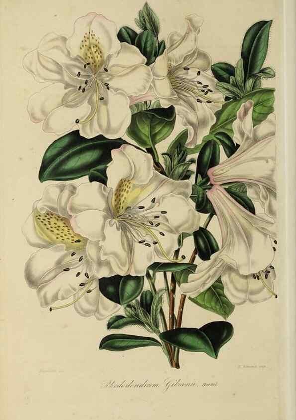 Reproducción/Reproduction 46445801514: Herbier General de l'Amateur.. Paris.. 