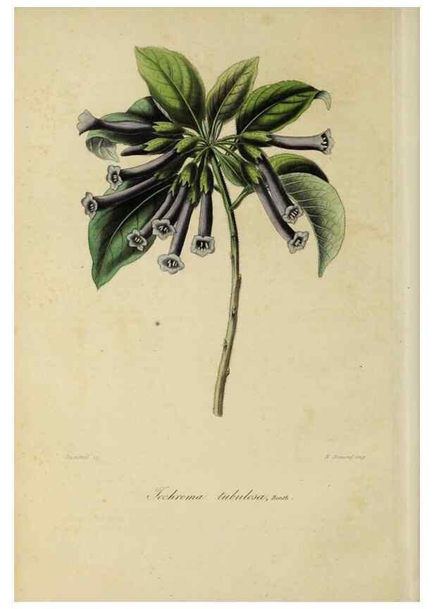 Reproducción/Reproduction 32227543357: Herbier General de l'Amateur.. Paris.. 