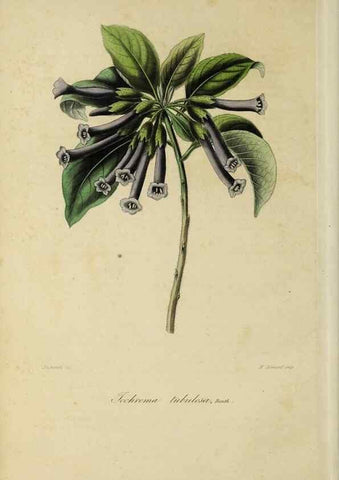Reproducción/Reproduction 32227543357: Herbier General de l'Amateur.. Paris.. 