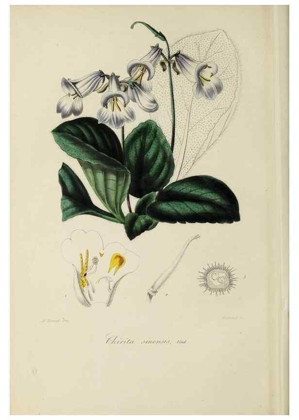 Reproducción/Reproduction 46255232135: Herbier General de l'Amateur.. Paris.. 