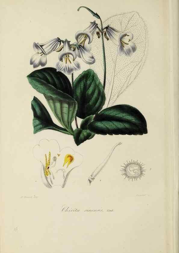 Reproducción/Reproduction 46255232135: Herbier General de l'Amateur.. Paris.. 