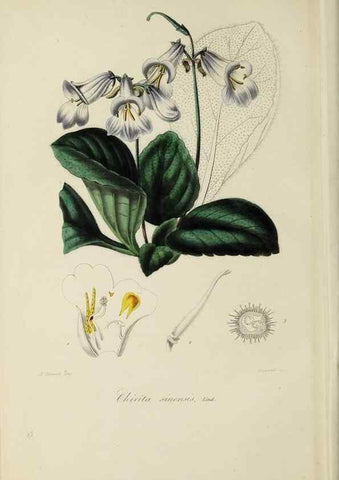 Reproducción/Reproduction 46255232135: Herbier General de l'Amateur.. Paris.. 
