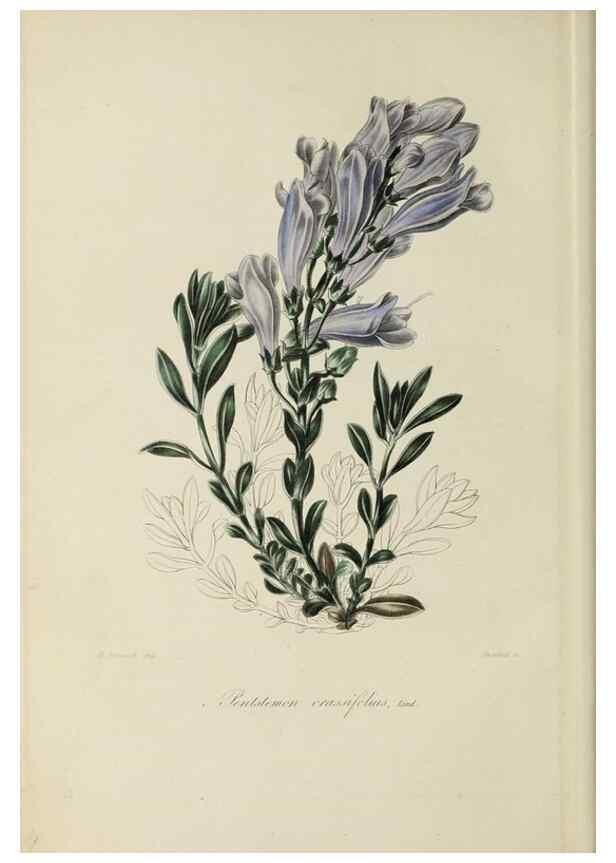 Reproducción/Reproduction 46255232785: Herbier General de l'Amateur.. Paris.. 