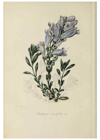 Reproducción/Reproduction 46255232785: Herbier General de l'Amateur.. Paris.. 