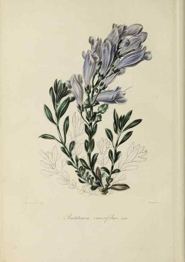 Reproducción/Reproduction 46255232785: Herbier General de l'Amateur.. Paris.. 