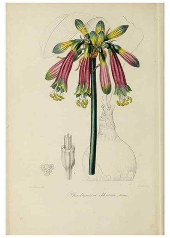 Reproducción/Reproduction 46445803984: Herbier General de l'Amateur.. Paris.. 