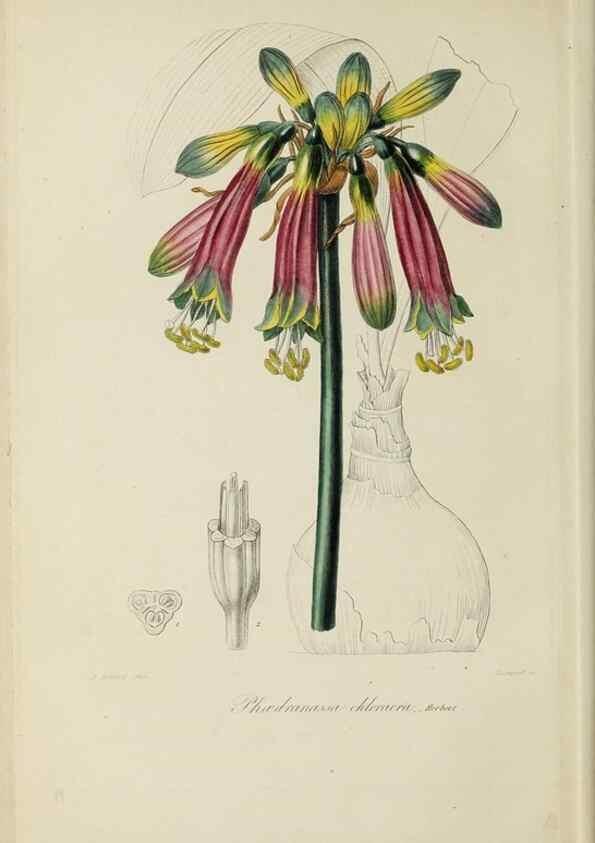 Reproducción/Reproduction 46445803984: Herbier General de l'Amateur.. Paris.. 