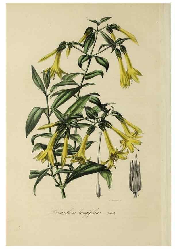 Reproducción/Reproduction 46445822324: Herbier General de l'Amateur.. Paris.. 