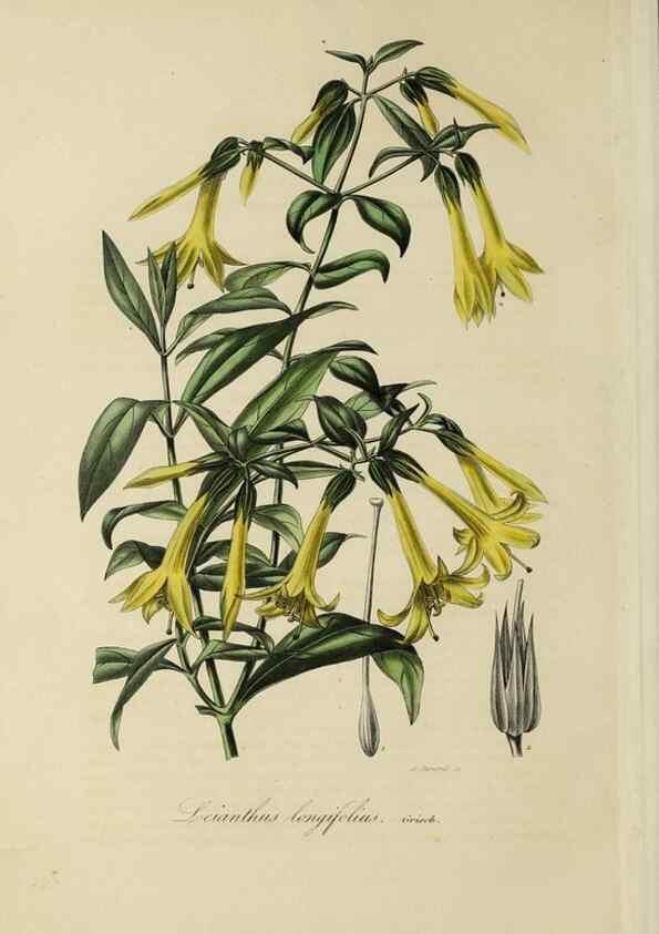 Reproducción/Reproduction 46445822324: Herbier General de l'Amateur.. Paris.. 