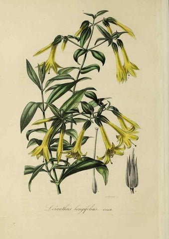 Reproducción/Reproduction 46445822324: Herbier General de l'Amateur.. Paris.. 