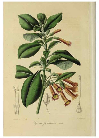 Reproducción/Reproduction 33294189758: Herbier General de l'Amateur.. Paris.. 