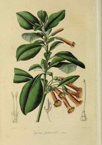 Reproducción/Reproduction 33294189758: Herbier General de l'Amateur.. Paris.. 