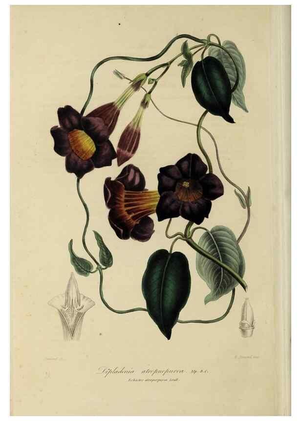 Reproducción/Reproduction 46445806064: Herbier General de l'Amateur.. Paris.. 
