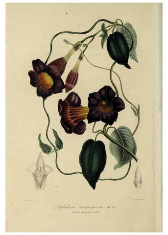 Reproducción/Reproduction 46445806064: Herbier General de l'Amateur.. Paris.. 