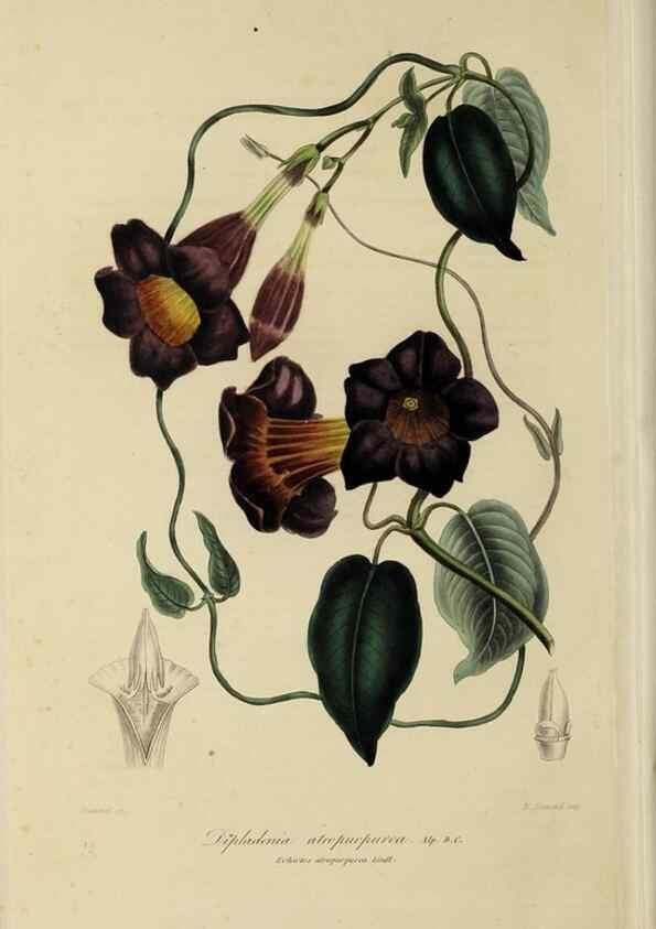 Reproducción/Reproduction 46445806064: Herbier General de l'Amateur.. Paris.. 