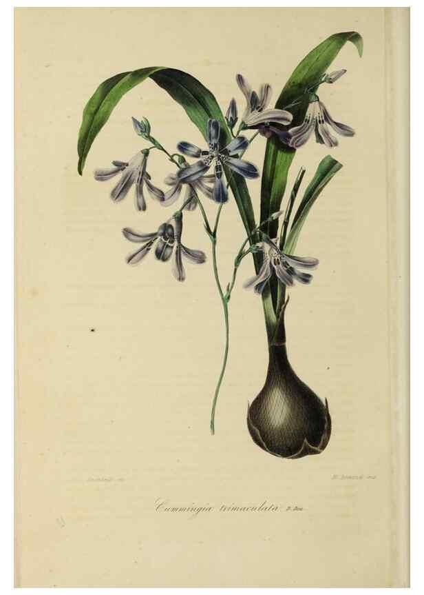 Reproducción/Reproduction 46255235635: Herbier General de l'Amateur.. Paris.. 