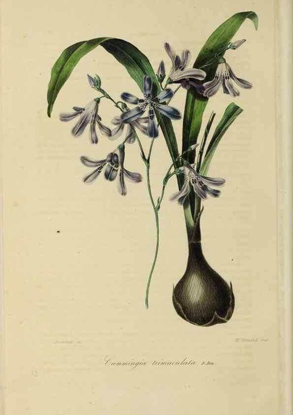 Reproducción/Reproduction 46255235635: Herbier General de l'Amateur.. Paris.. 