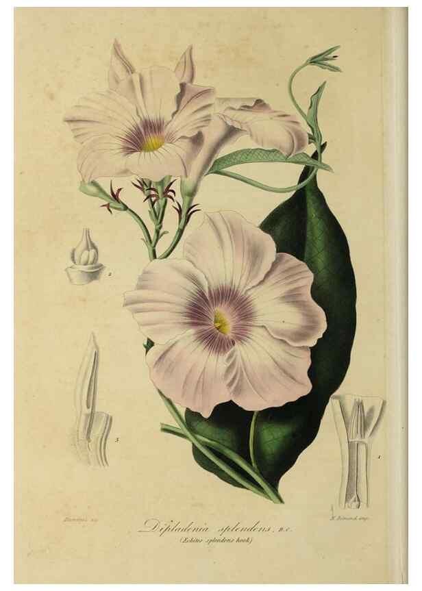 Reproducción/Reproduction 40204434233: Herbier General de l'Amateur.. Paris.. 
