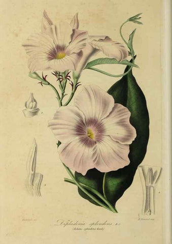 Reproducción/Reproduction 40204434233: Herbier General de l'Amateur.. Paris.. 