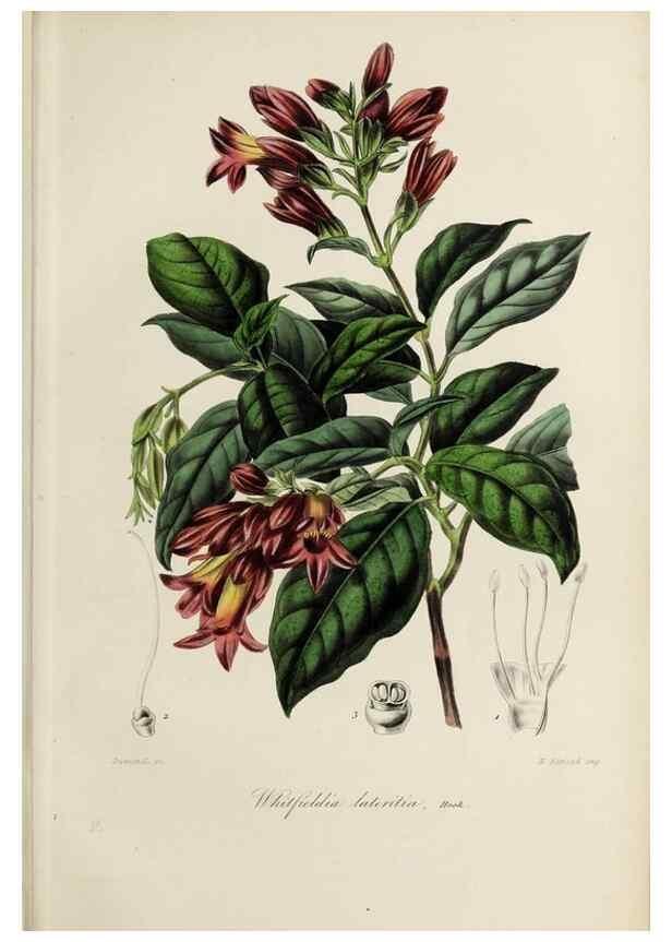 Reproducción/Reproduction 40204435013: Herbier General de l'Amateur.. Paris.. 