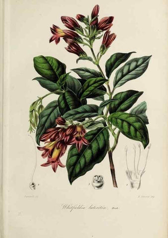 Reproducción/Reproduction 40204435013: Herbier General de l'Amateur.. Paris.. 