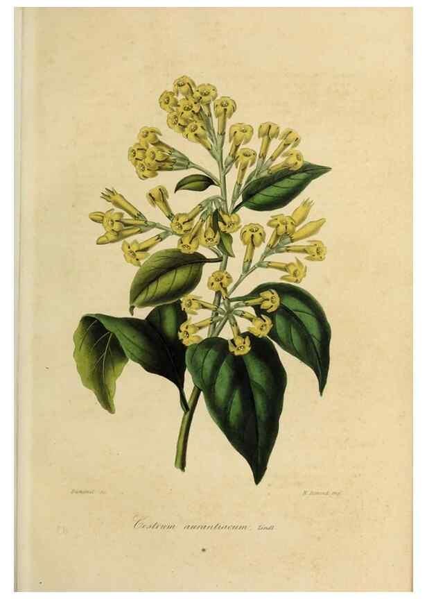 Reproducción/Reproduction 40204436023: Herbier General de l'Amateur.. Paris.. 