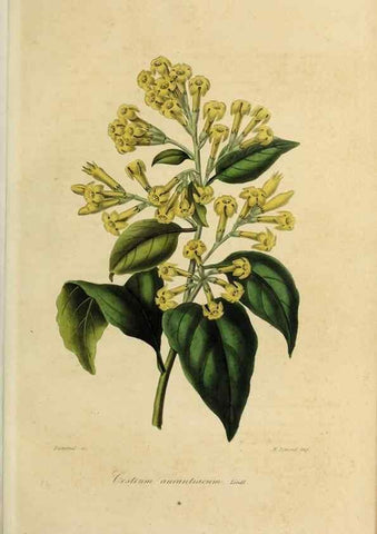 Reproducción/Reproduction 40204436023: Herbier General de l'Amateur.. Paris.. 