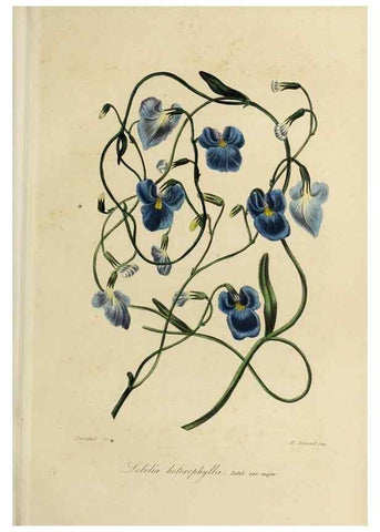 Reproducción/Reproduction 46255238155: Herbier General de l'Amateur.. Paris.. 