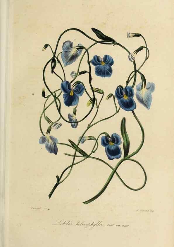 Reproducción/Reproduction 46255238155: Herbier General de l'Amateur.. Paris.. 