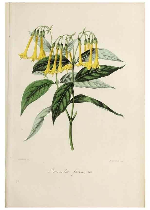 Reproducción/Reproduction 40204437483: Herbier General de l'Amateur.. Paris.. 