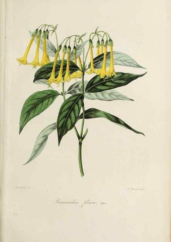 Reproducción/Reproduction 40204437483: Herbier General de l'Amateur.. Paris.. 