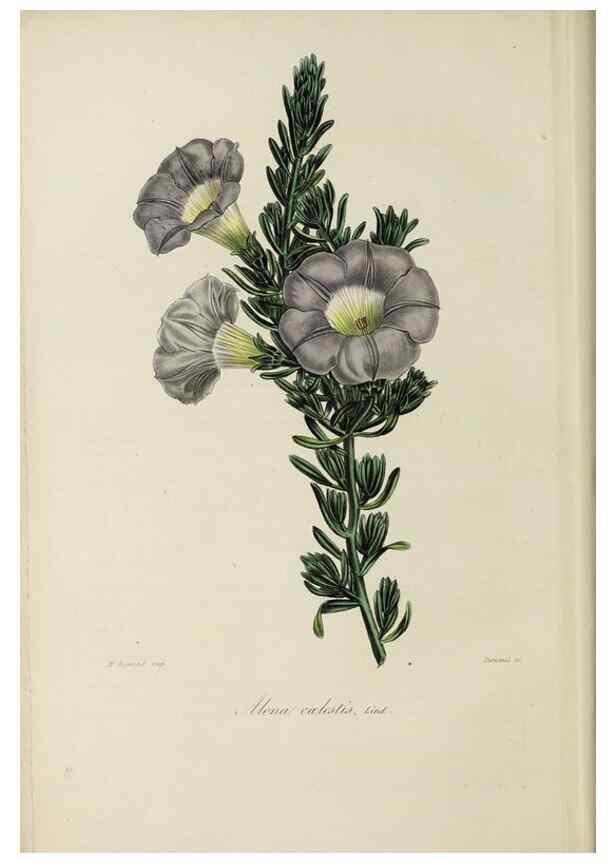 Reproducción/Reproduction 47169298791: Herbier General de l'Amateur.. Paris.. 