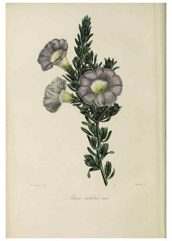 Reproducción/Reproduction 47169298791: Herbier General de l'Amateur.. Paris.. 