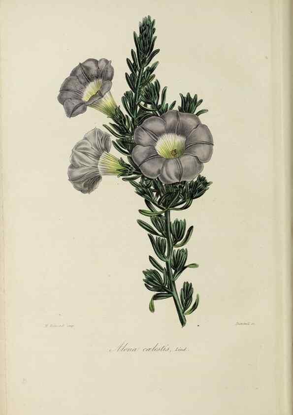 Reproducción/Reproduction 47169298791: Herbier General de l'Amateur.. Paris.. 