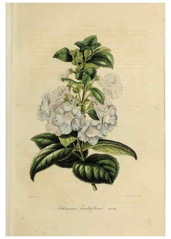 Reproducción/Reproduction 47169292321: Herbier General de l'Amateur.. Paris.. 