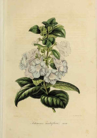 Reproducción/Reproduction 47169292321: Herbier General de l'Amateur.. Paris.. 