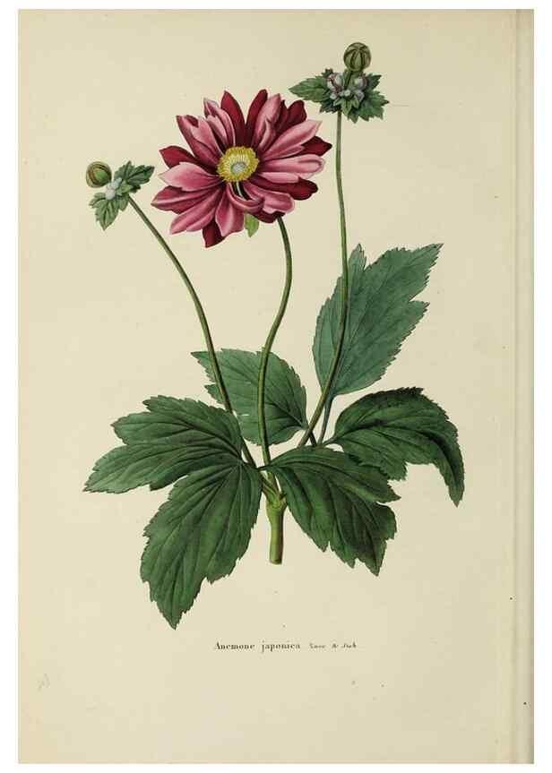 Reproducción/Reproduction 47169317821: Herbier General de l'Amateur.. Paris.. 