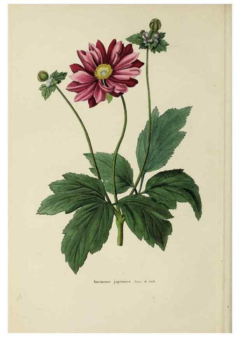 Reproducción/Reproduction 47169317821: Herbier General de l'Amateur.. Paris.. 